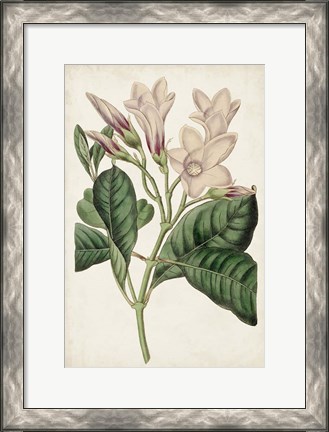 Framed Antique Botanical Collection IX Print