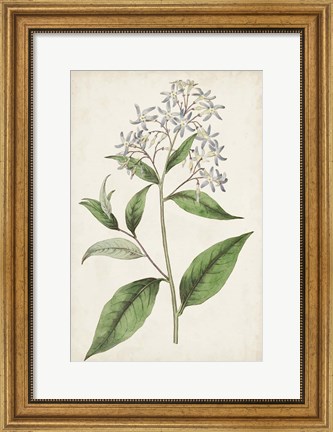Framed Antique Botanical Collection XII Print