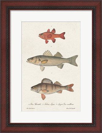 Framed Species of Antique Fish II Print