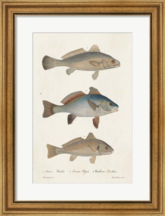 Framed Species of Antique Fish III Print