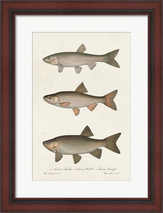 Framed Species of Antique Fish IV Print