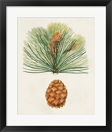 Framed Antique Pine Cones II Print