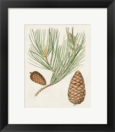 Framed Antique Pine Cones III Print