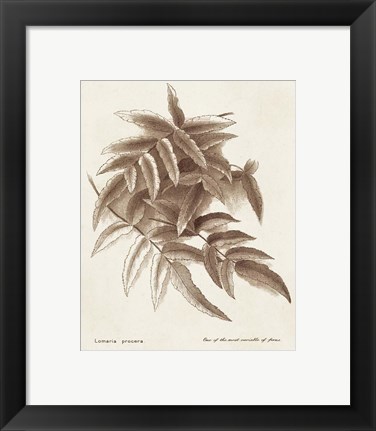 Framed Sepia Fern Varieties IV Print