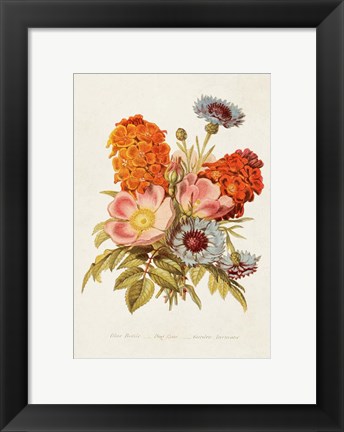 Framed Antique Floral Bouquet II Print