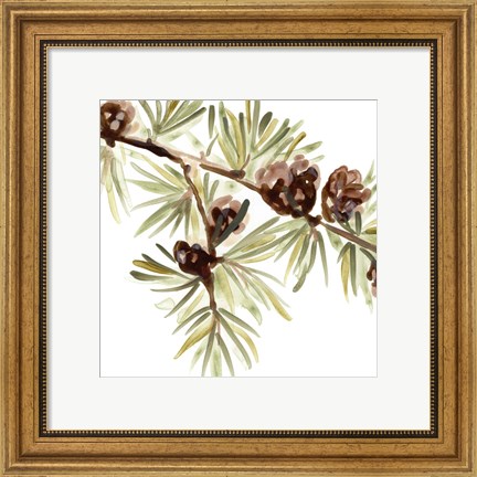 Framed Simple Pine Cone III Print
