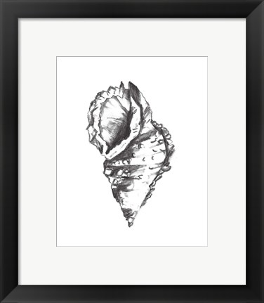 Framed Seashell Study I Print