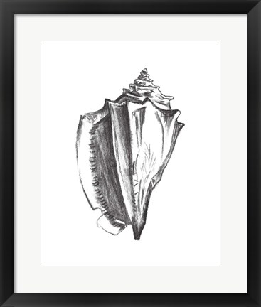 Framed Seashell Study IV Print