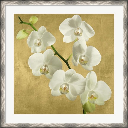 Framed Orchids on a Golden Background I Print