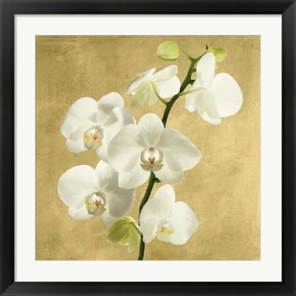 Framed Orchids on a Golden Background II Print