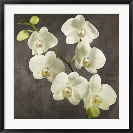 Framed Orchids on Grey Background I Print