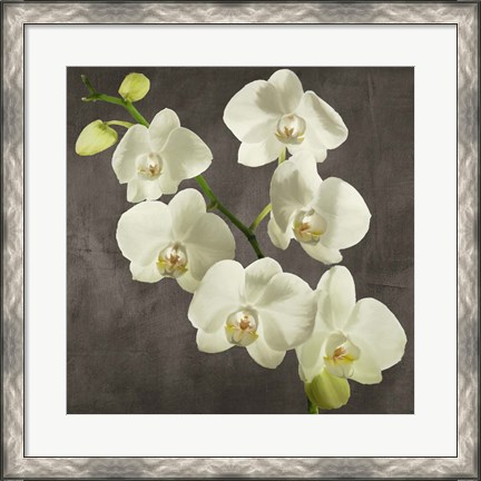 Framed Orchids on Grey Background I Print