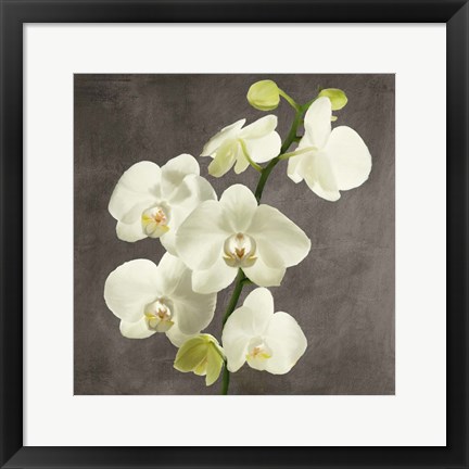 Framed Orchids on Grey Background II Print