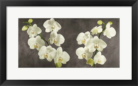 Framed Orchids on Grey Background Print