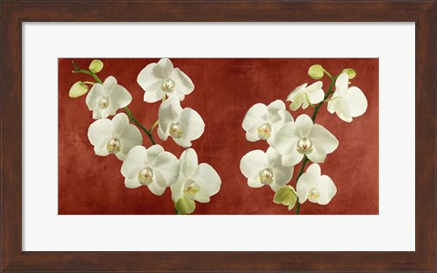 Framed Orchids on Red Background Print