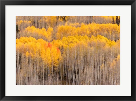 Framed Beckwith Aspens Print