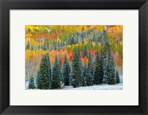 Framed Christmas Trees Print
