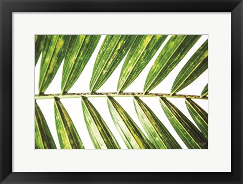 Framed Leaf Study I Print