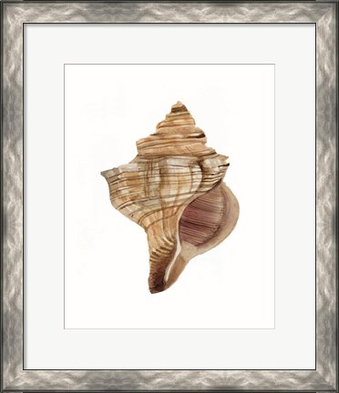 Framed Neutral Shell Collection 1 Print