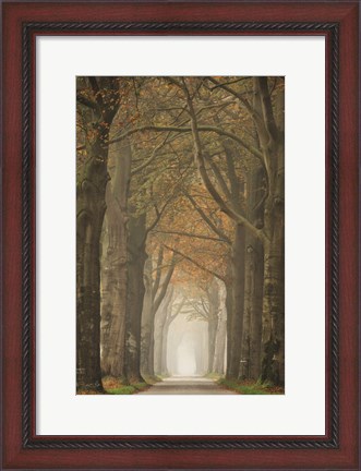 Framed Beech Lined Road Print