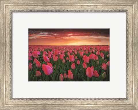 Framed Tulip Field Sunset Print