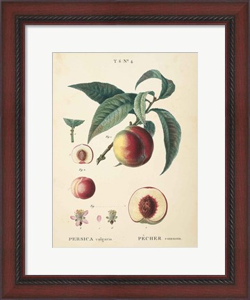 Framed Peaches II Print