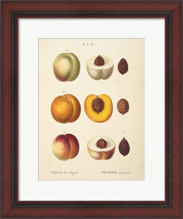 Framed Peaches I Print