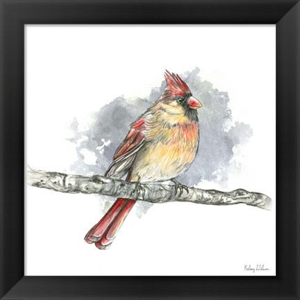 Framed Birds &amp; Branches II-Female Cardinal Print