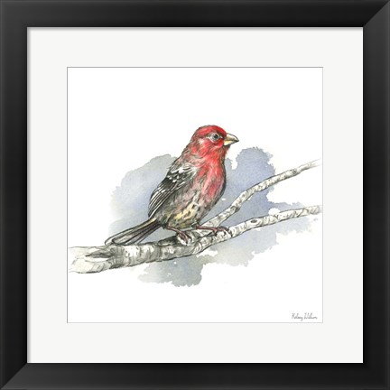 Framed Birds &amp; Branches IV-House Finch Print