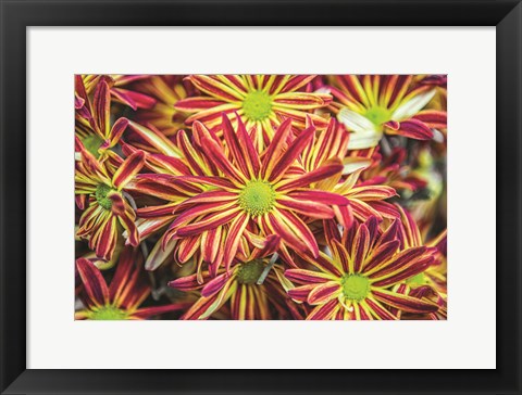 Framed Floral Pop VI Print