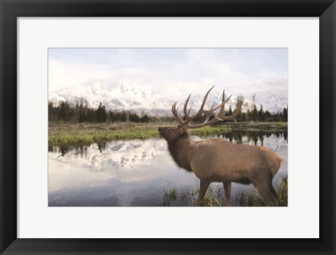 Framed Bull Elk in Tetons Print