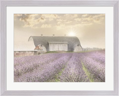 Framed Lavender Morning Print