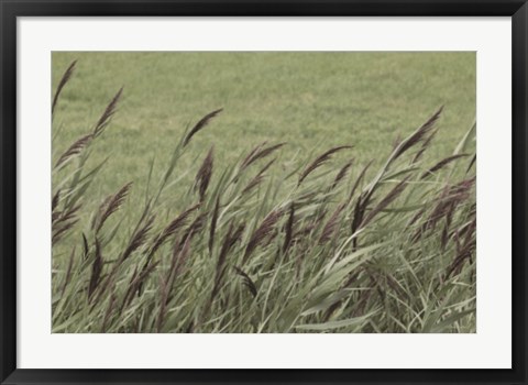 Framed Wispy Grass Print