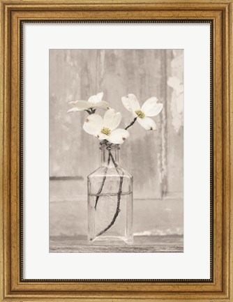 Framed Dogwood Blossoms Print