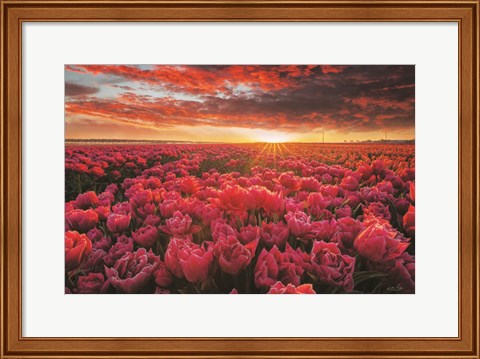 Framed Tulip Magnificence Print