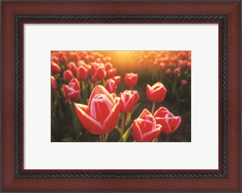 Framed Tulips at Sunrise Print