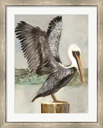 Framed Brown Pelican 2 Print