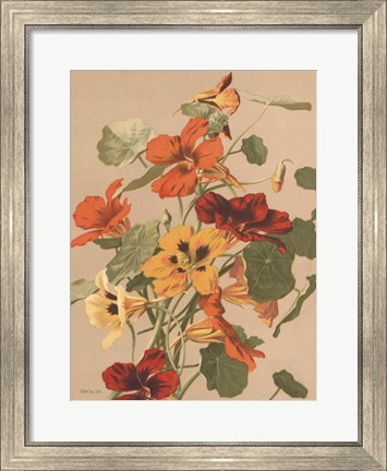 Framed Antique Botanical Collection 2 Print