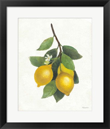 Framed Lemon Branch III Print