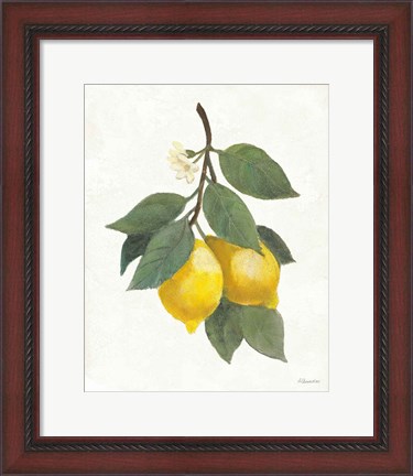 Framed Lemon Branch II Print