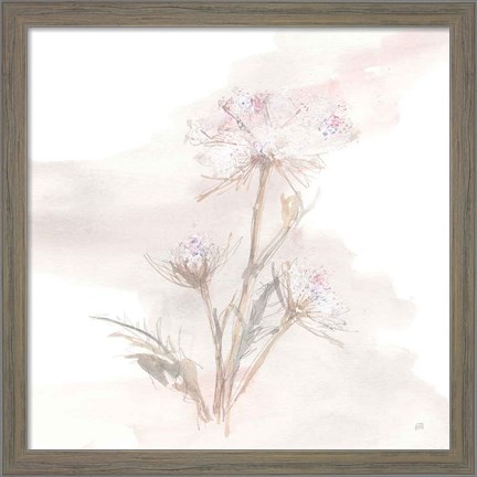 Framed Queen Annes Lace IV Print