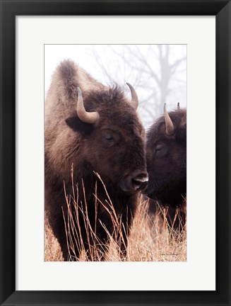 Framed American Bison VI Print