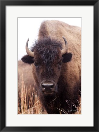 Framed American Bison IV Print