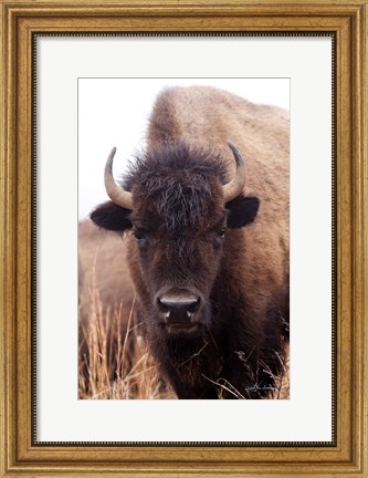 Framed American Bison IV Print
