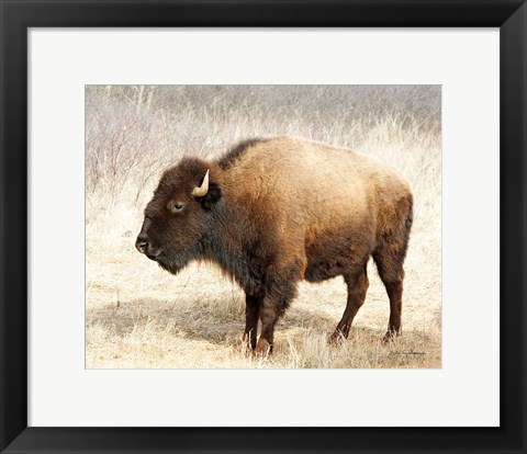 Framed American Bison III Print