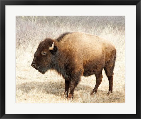 Framed American Bison III Print