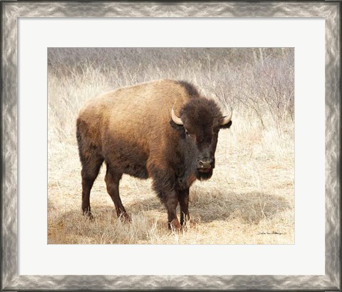 Framed American Bison II Print