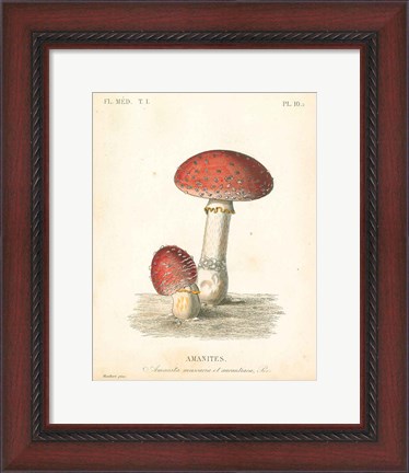 Framed French Mushrooms III Print