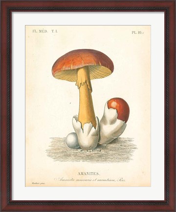 Framed French Mushrooms II Print