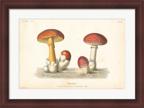 Framed French Mushrooms I Print